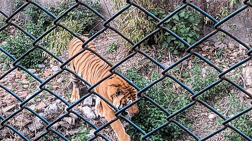 Bengal tiger wallpaper