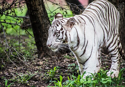 White tiger wallpaper