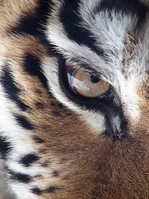 Tiger eyes close-up wallpaper
