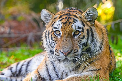 Siberian tiger wallpaper