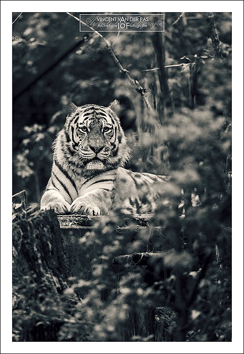 Tiger at night wallpaper